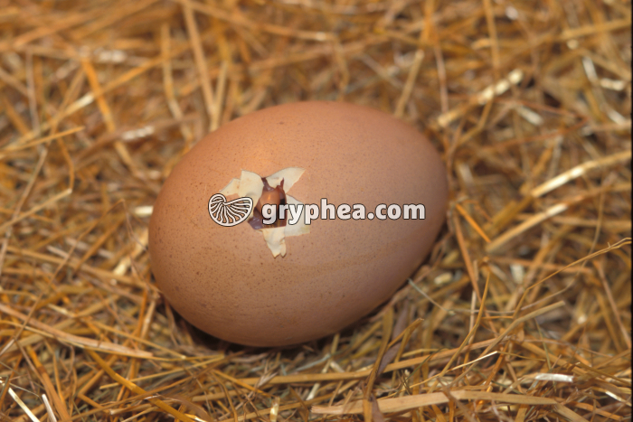 Poule - Oeuf au début de l'éclosion - gryphea.com